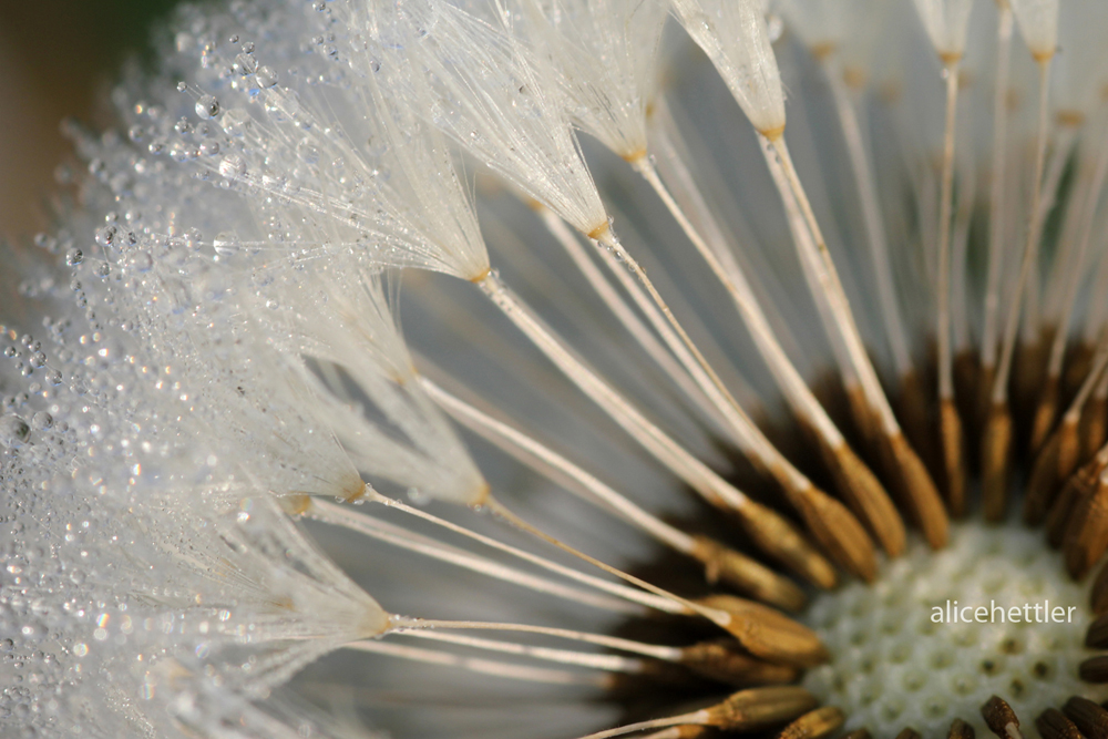 Morgentau auf Pusteblume